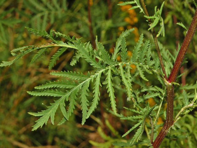 Tanacetum vulgare / Tanaceto